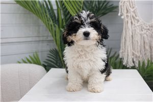 Pongo - Mini Bernedoodle for sale