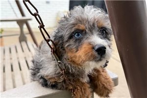 Leah - Bernedoodle, Mini for sale