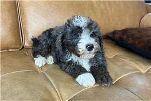 Mason - puppy for sale