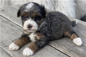 Tamara - puppy for sale