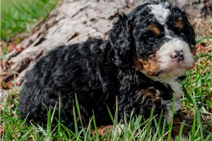 Gabriel - puppy for sale