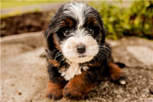 Jenson - puppy for sale