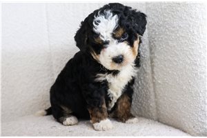 Kevin - puppy for sale