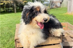 Emilio - puppy for sale