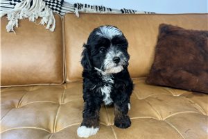 Moana - Bernedoodle, Mini for sale