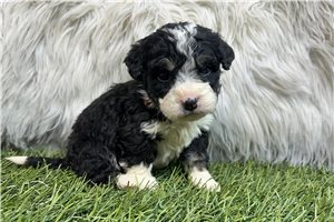 Preston - puppy for sale