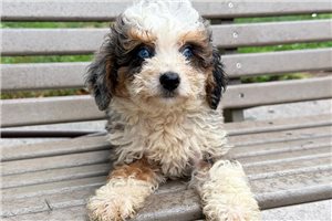 Leona - puppy for sale