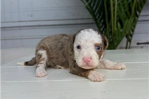 Bailey - Bernedoodle, Mini for sale