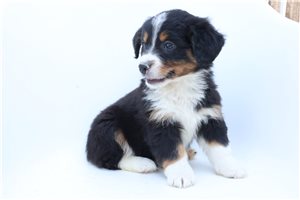 Pirate - Bernedoodle, Mini for sale