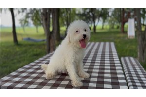 Edwin - Bernedoodle, Mini for sale