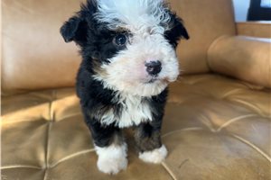 Lemming - puppy for sale