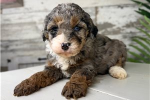 Serena - puppy for sale