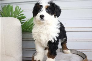 Gina - puppy for sale