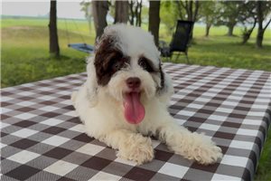 Ericson - Bernedoodle, Mini for sale