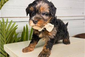 Clive - Bernedoodle, Mini for sale