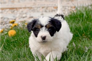 Lani - puppy for sale