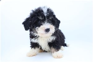 Preston - Bernedoodle, Mini for sale