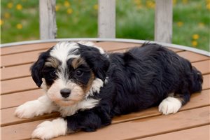 Lincoln - Bernedoodle, Mini for sale
