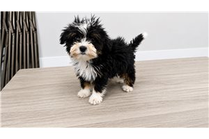 Tyra - Bernedoodle, Mini for sale