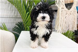 Paisley - Bernedoodle, Mini for sale