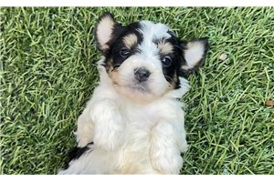 Pongo - Bernedoodle, Mini for sale