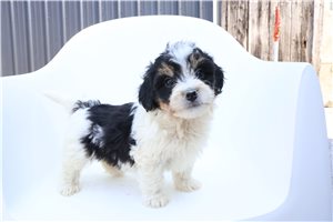 Pongo - Bernedoodle, Mini for sale