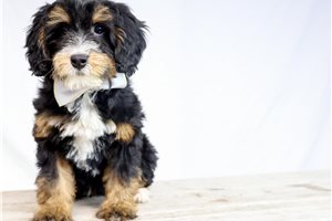 Annabella - puppy for sale