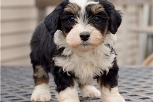 Lincoln - Bernedoodle, Mini for sale