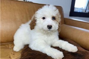 Kyle - Mini Bernedoodle for sale