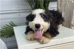 Lemming - Bernedoodle, Mini for sale
