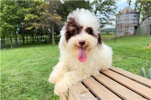 Ericson - Bernedoodle, Mini for sale