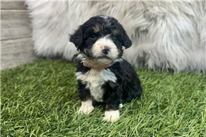 Paisley - puppy for sale