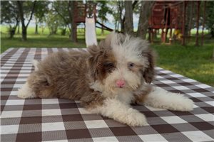 Bubbles - Bernedoodle, Mini for sale