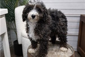 Mason - Mini Bernedoodle for sale