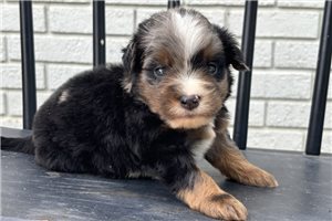 Eddie - Mini Bernedoodle for sale