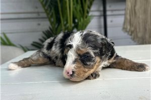 Bonnie - Bernedoodle, Mini for sale