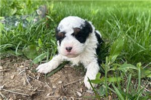 Emilio - puppy for sale
