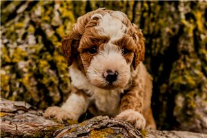 Jaxon - Mini Bernedoodle for sale