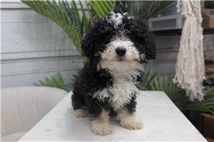 Preston - puppy for sale
