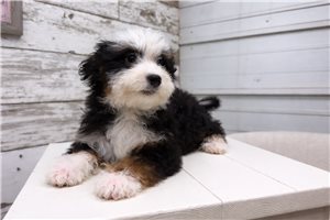 Lemming - Bernedoodle, Mini for sale