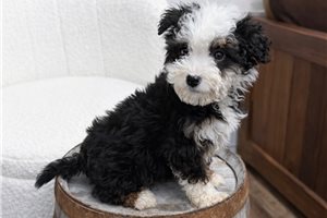 Lemming - Bernedoodle, Mini for sale