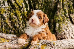 Jaime - puppy for sale