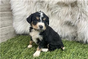 Pandora - puppy for sale