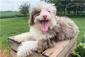 Bubbles - Bernedoodle, Mini for sale