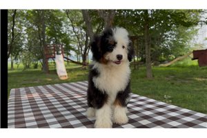 Flynn - Bernedoodle, Mini for sale