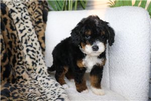 Austin - puppy for sale