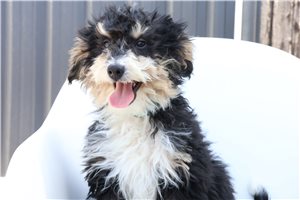 Opie - Bernedoodle, Mini for sale