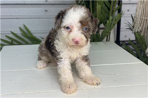 Blaire - Bernedoodle, Mini for sale
