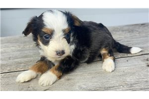 Tucker - puppy for sale