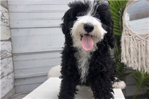 Murphy - puppy for sale
